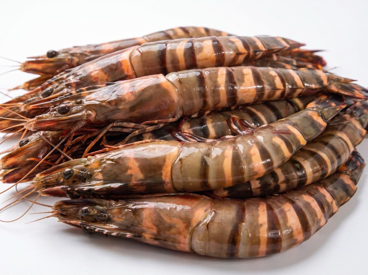 Gambas tigrée entière crue