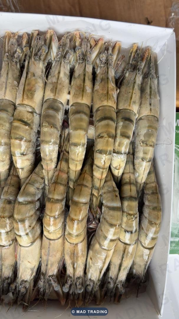 Whole raw tiger prawns — semi-IQF — photo 1