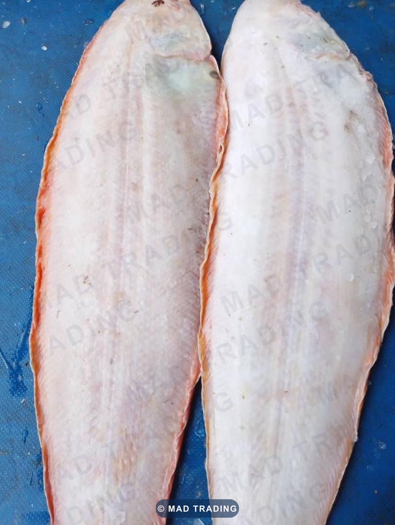 Poissons soles — photo 1