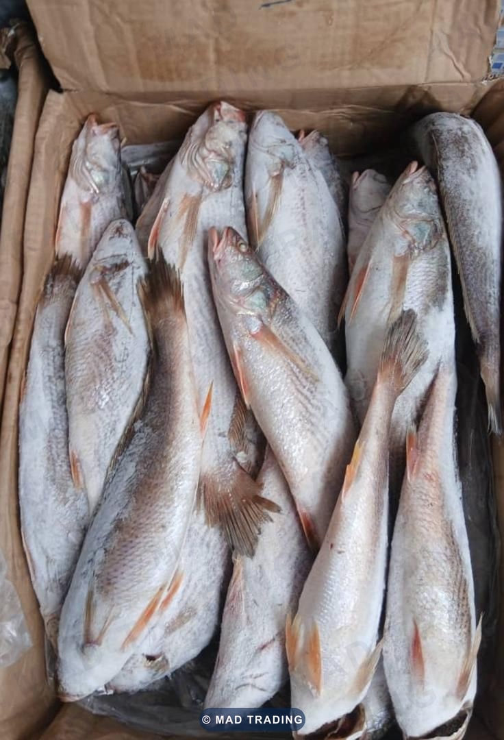 Sosso fish — photo 1