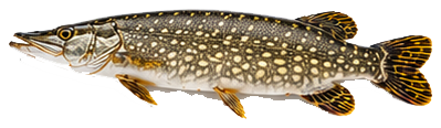 Poisson brochet