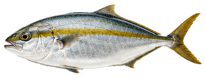 Sériole