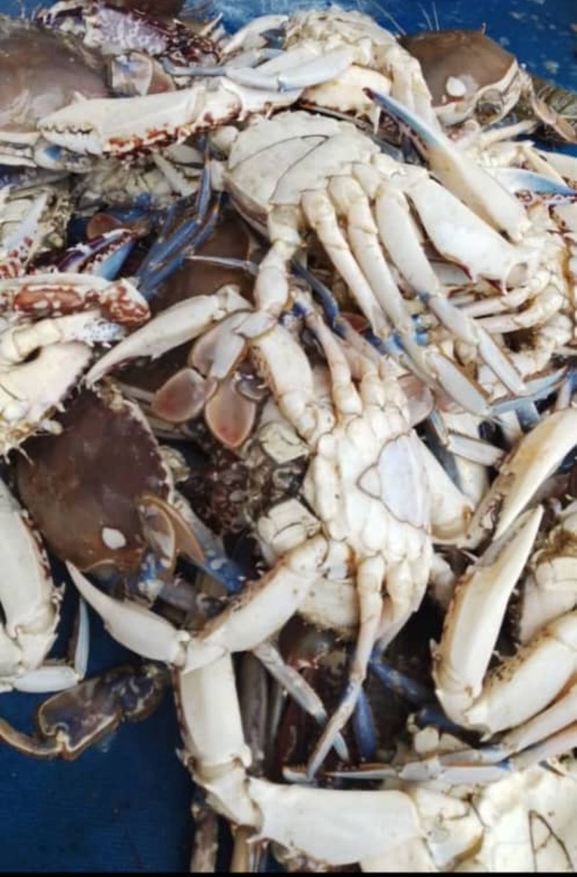 Crabes de mer — photo 1