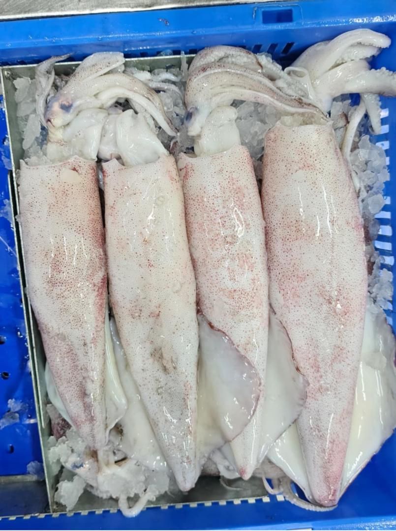 Calamars — photo 1