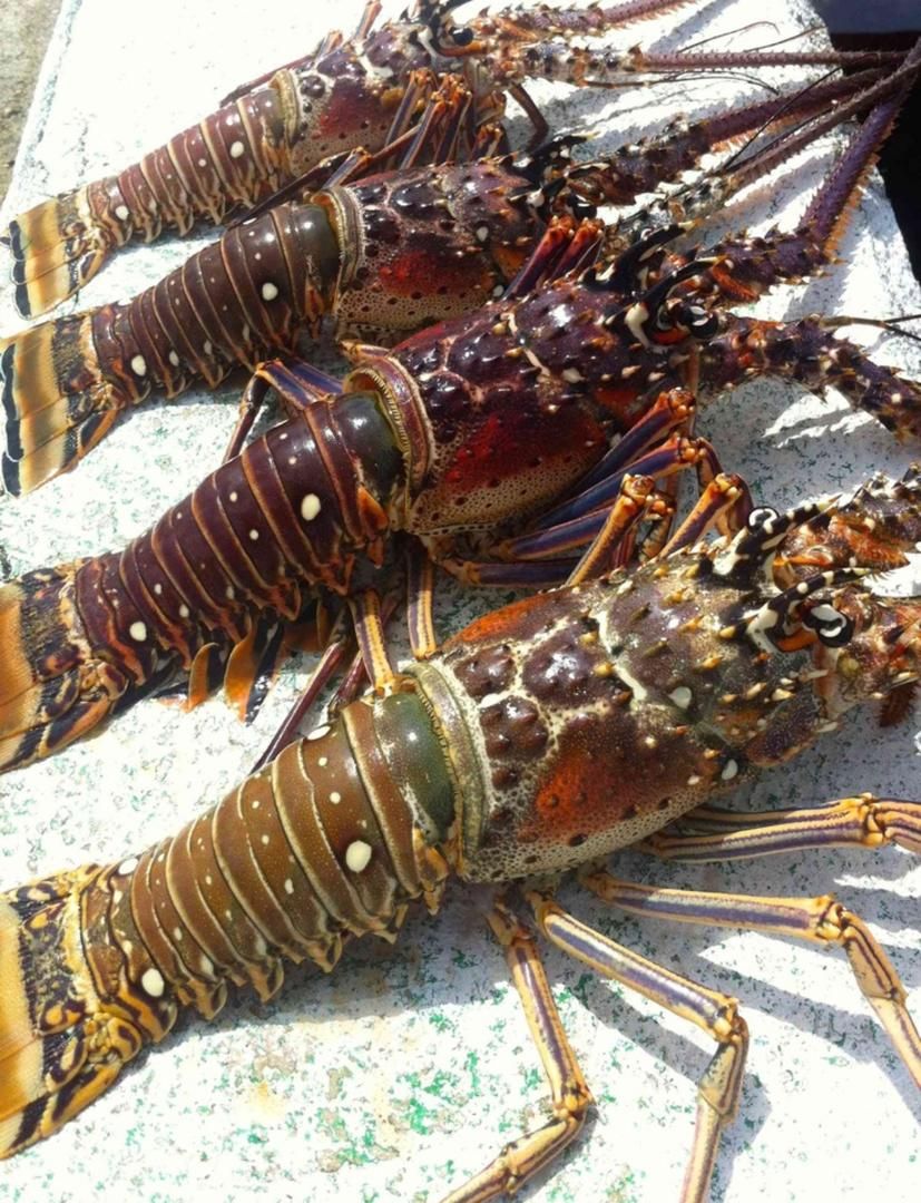 Langoustes — photo 1
