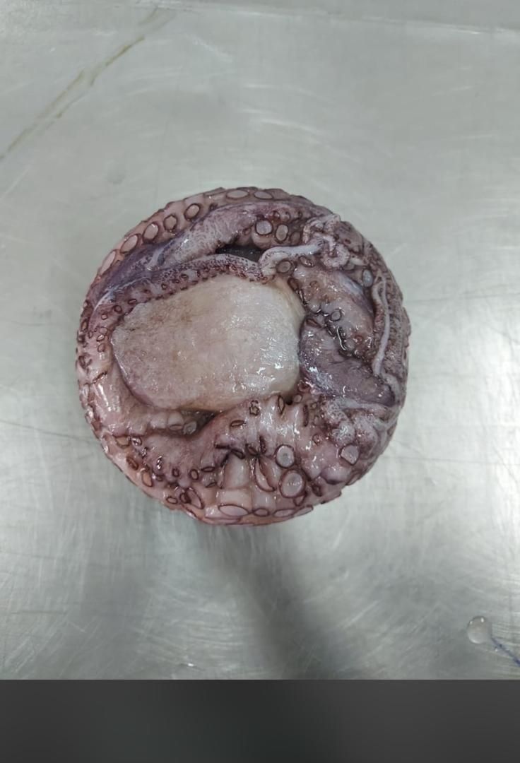 Poulpes Nettoyées — photo 1